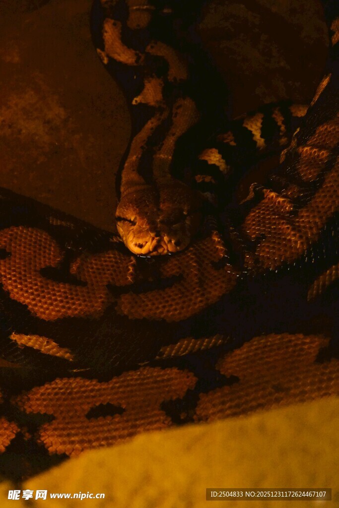 黑暗中潜行的斑纹猫