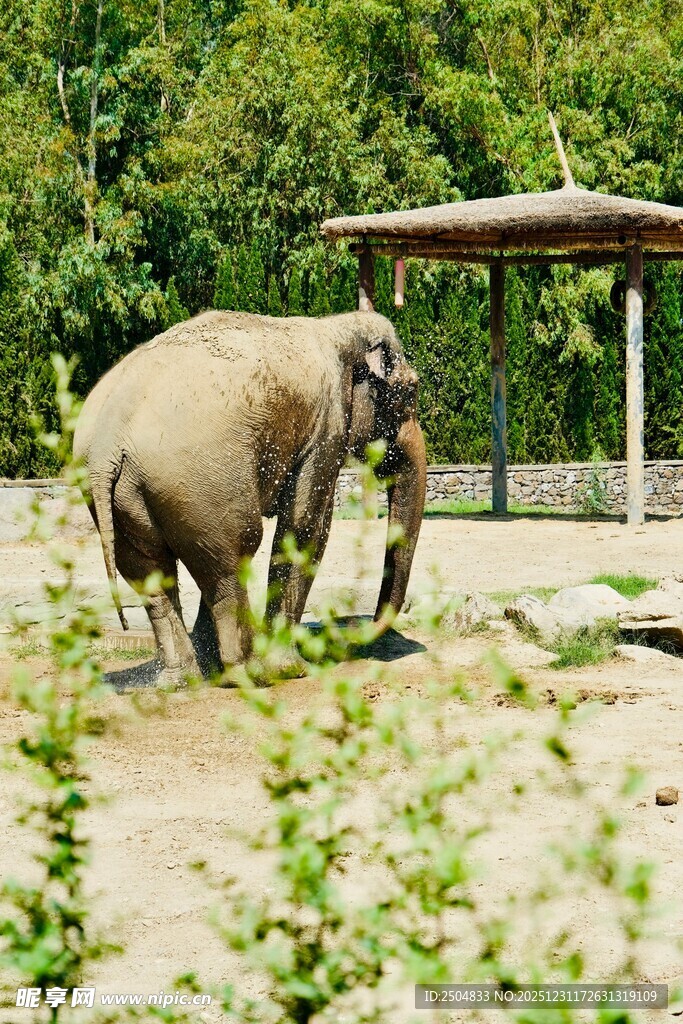 动物园中漫步的大象