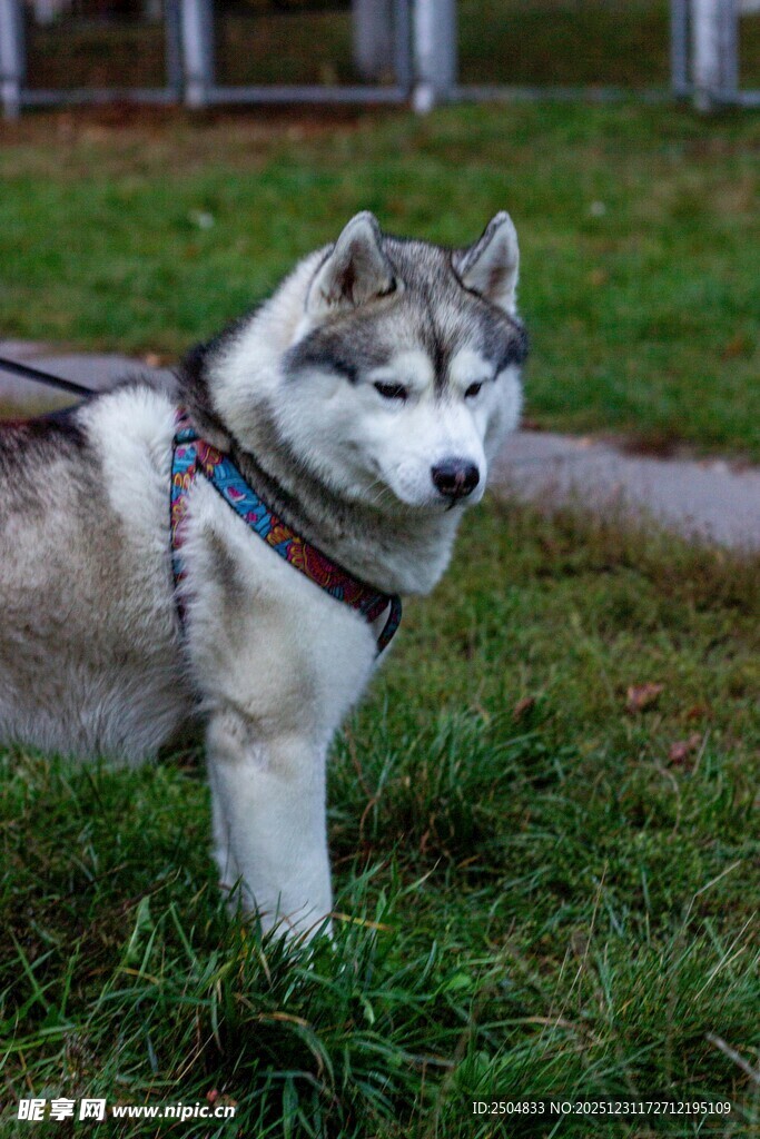 草地上的帅气哈士奇