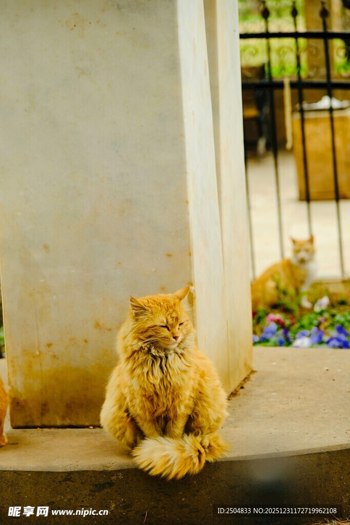窗边慵懒的橘色猫咪