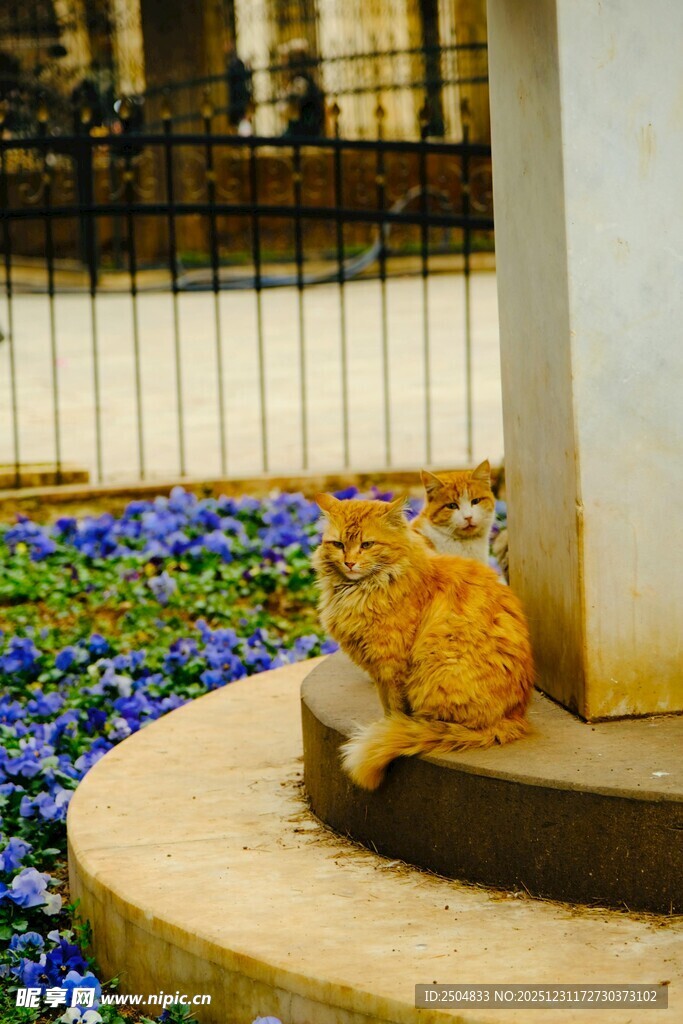 石台上休憩的橘色猫咪
