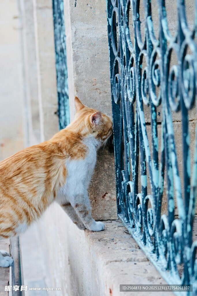 橘猫好奇探身铁栅栏