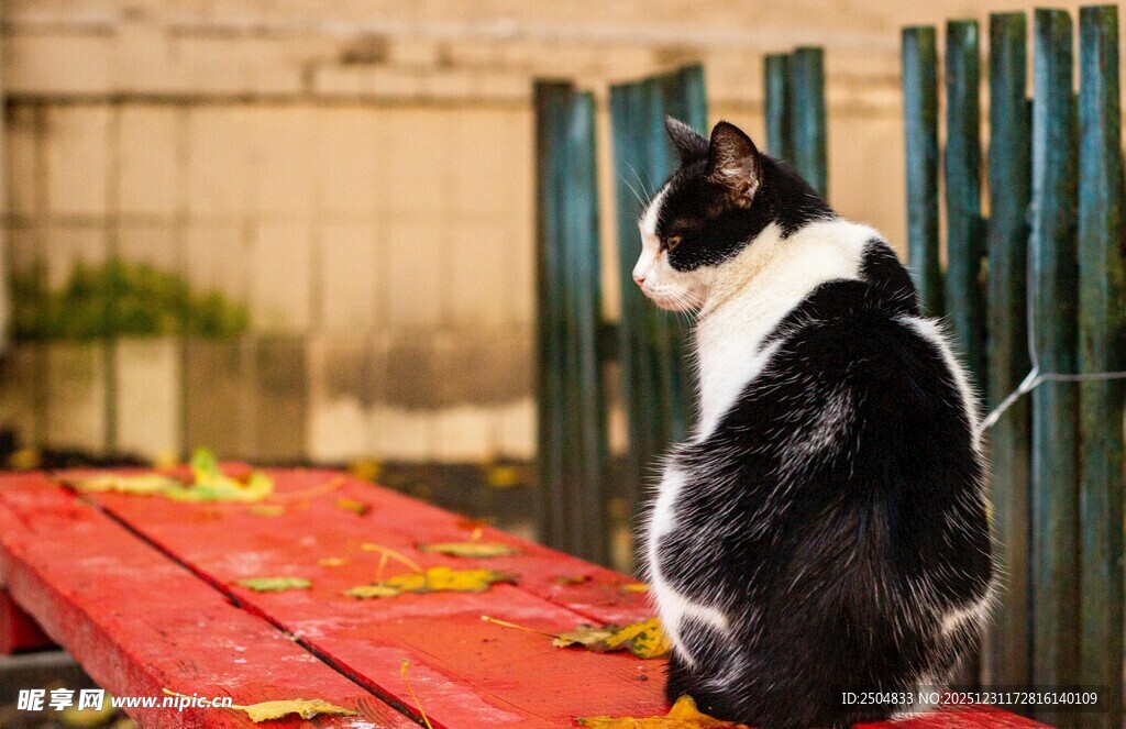 黑白猫坐红板望绿栅栏