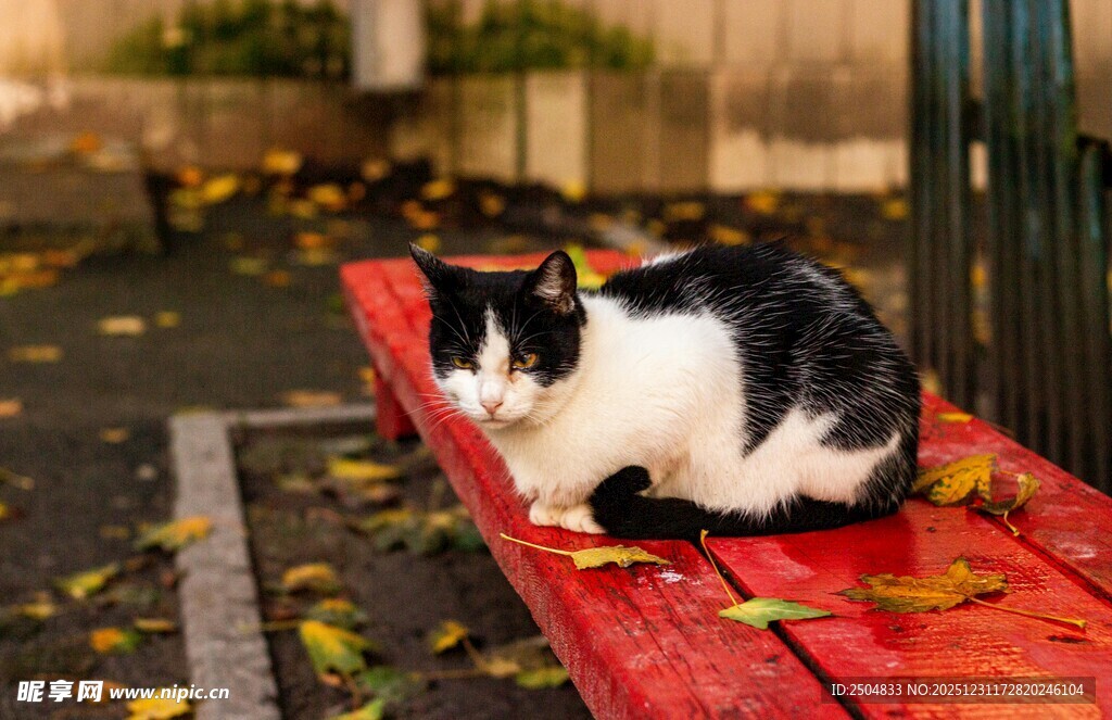 黑白猫卧于红色长椅上