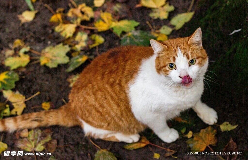 橘白猫咪于落叶中吐舌
