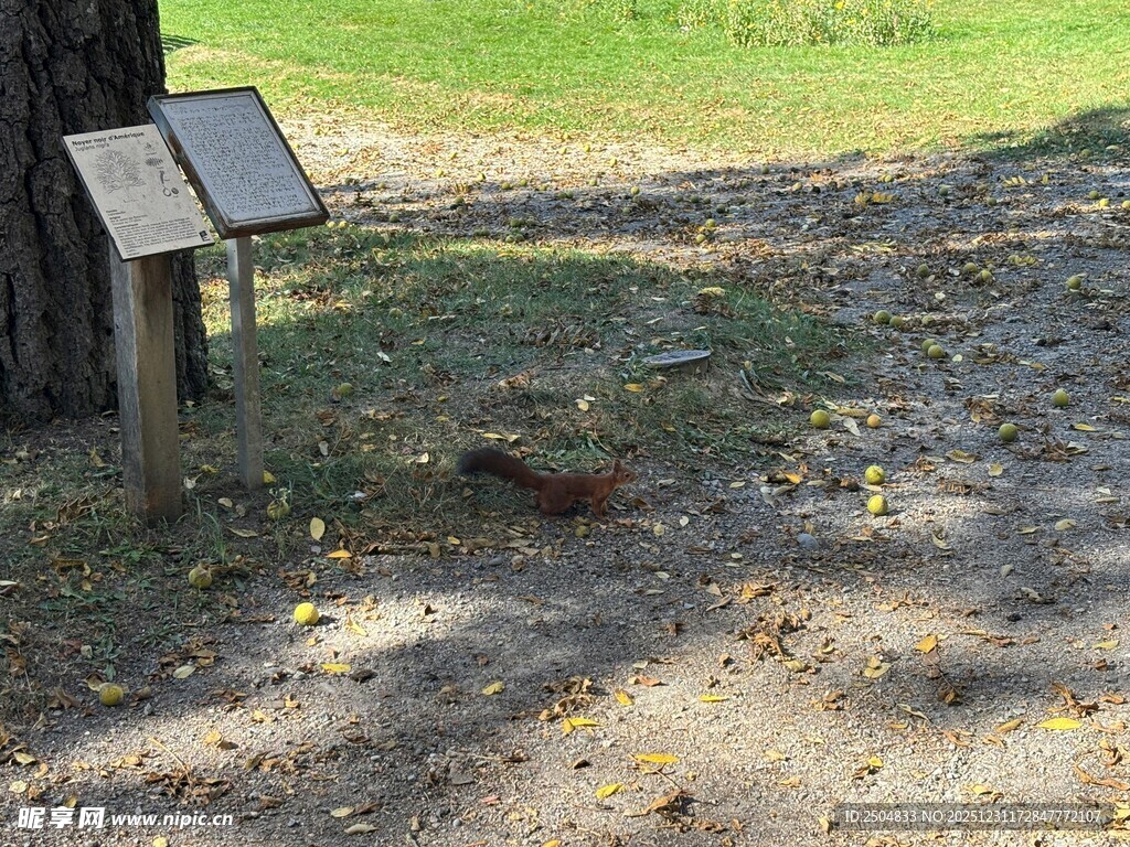 树下信息牌 静谧户外场景