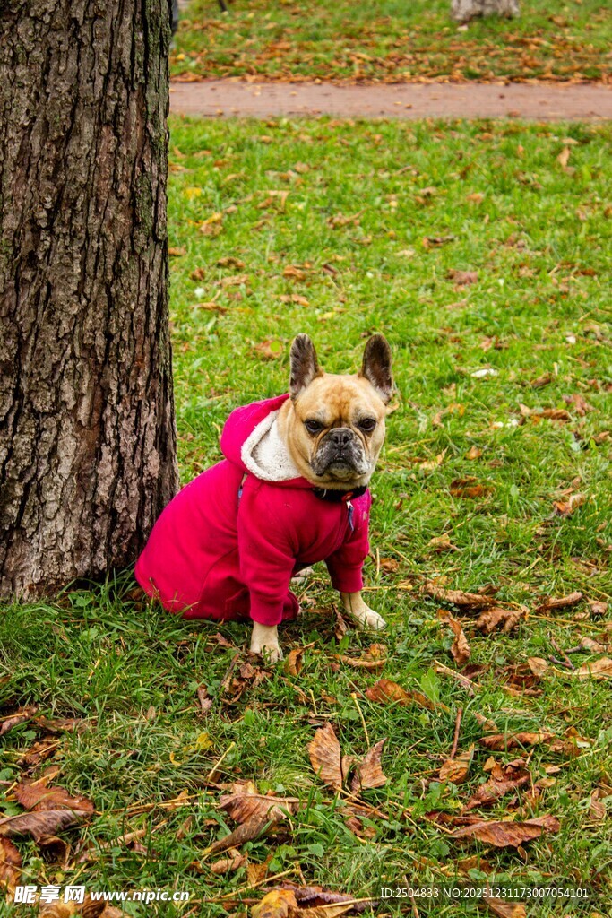 树下穿红衣的可爱法斗犬