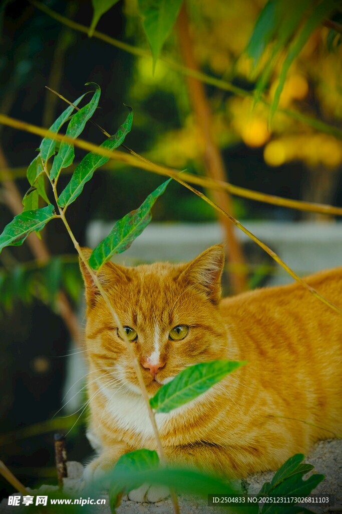 橘猫卧于绿植间惬意模样