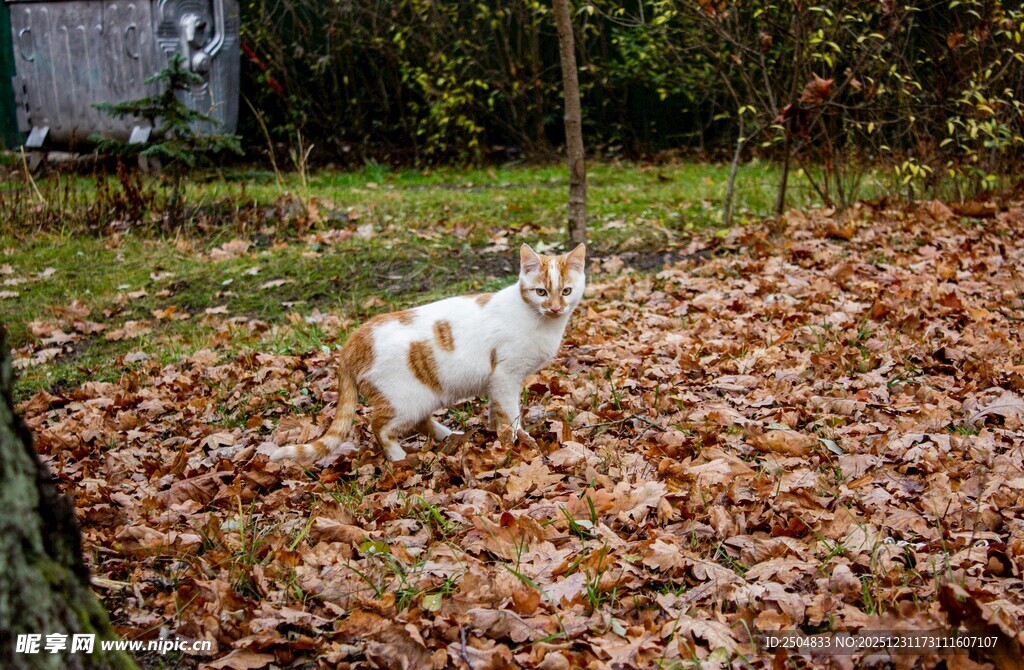 秋日草地中的可爱白狗