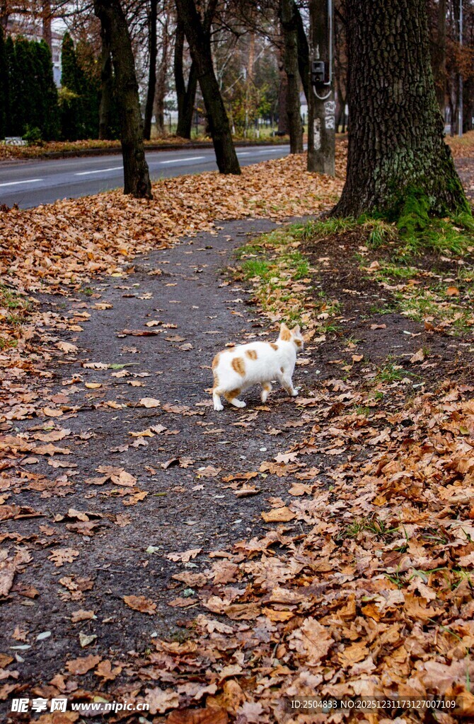 秋日小路上的白色萌宠