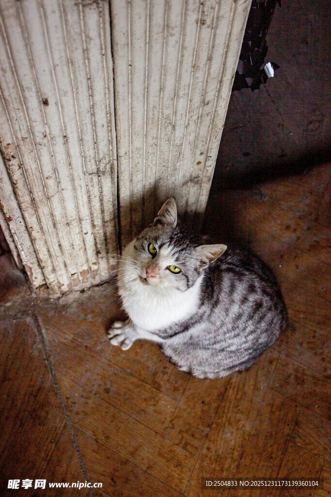 蜷缩在角落的可爱小猫咪