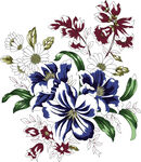 白墨直喷烫蓝白花卉水彩插画图案