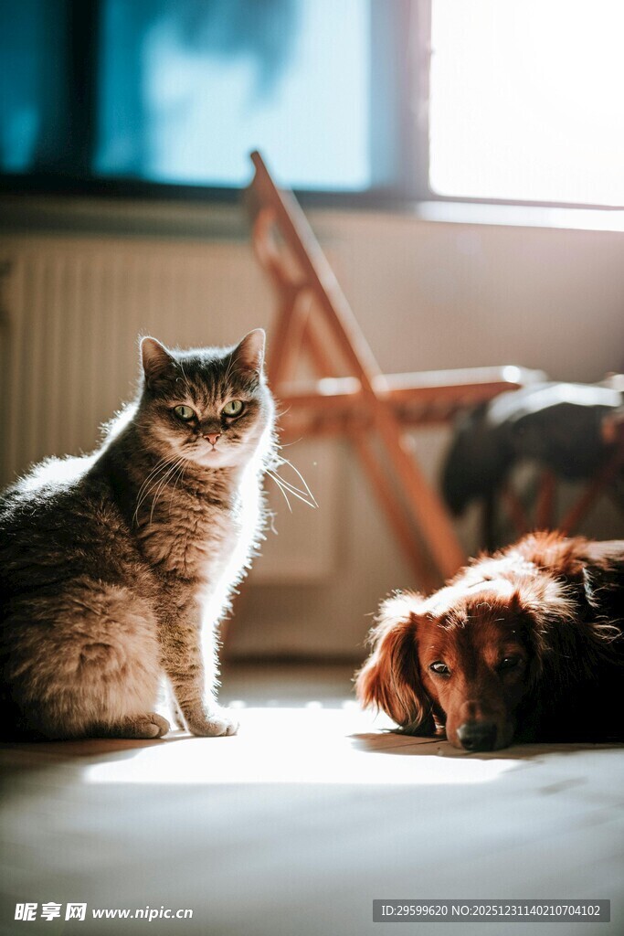 猫咪与狗狗同处温馨画面