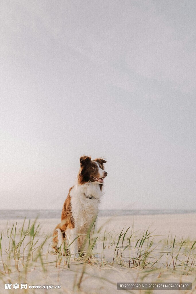 沙滩上的可爱狗狗