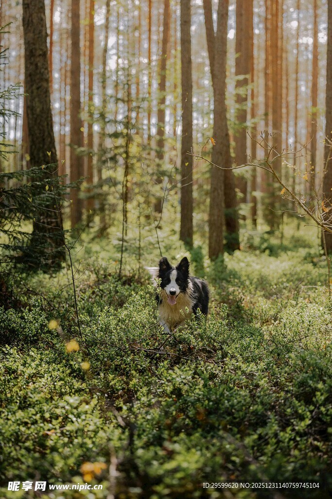 森林中黑白动物置身绿植间