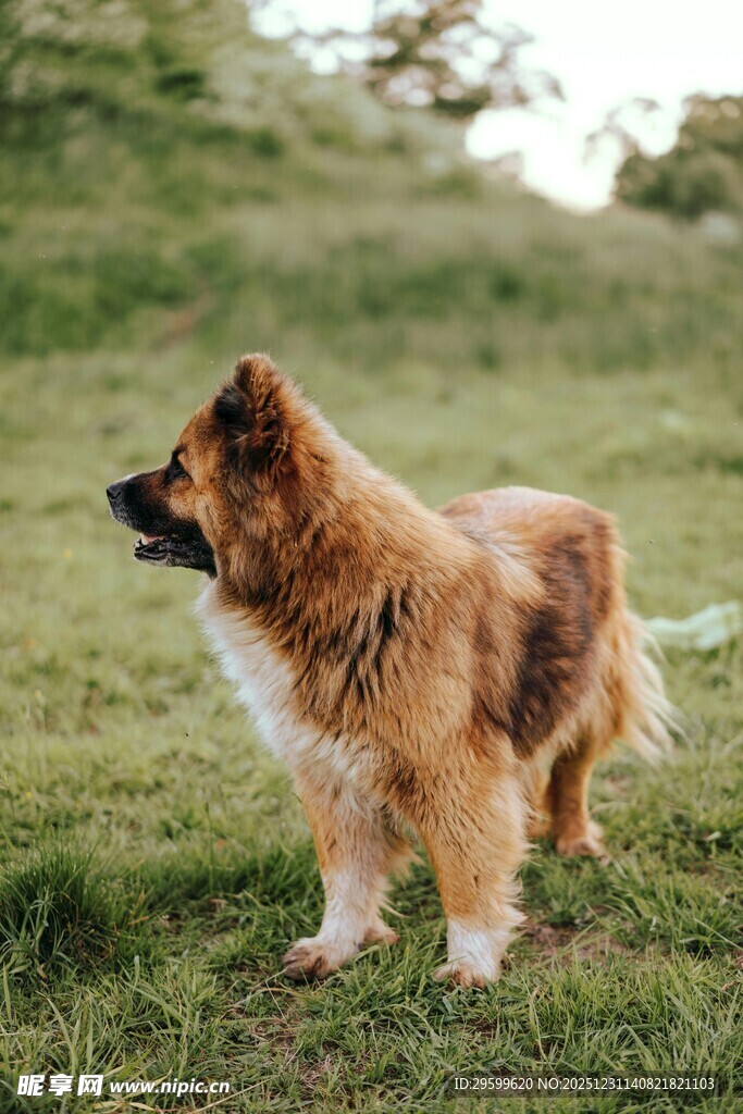 草地上的长毛犬