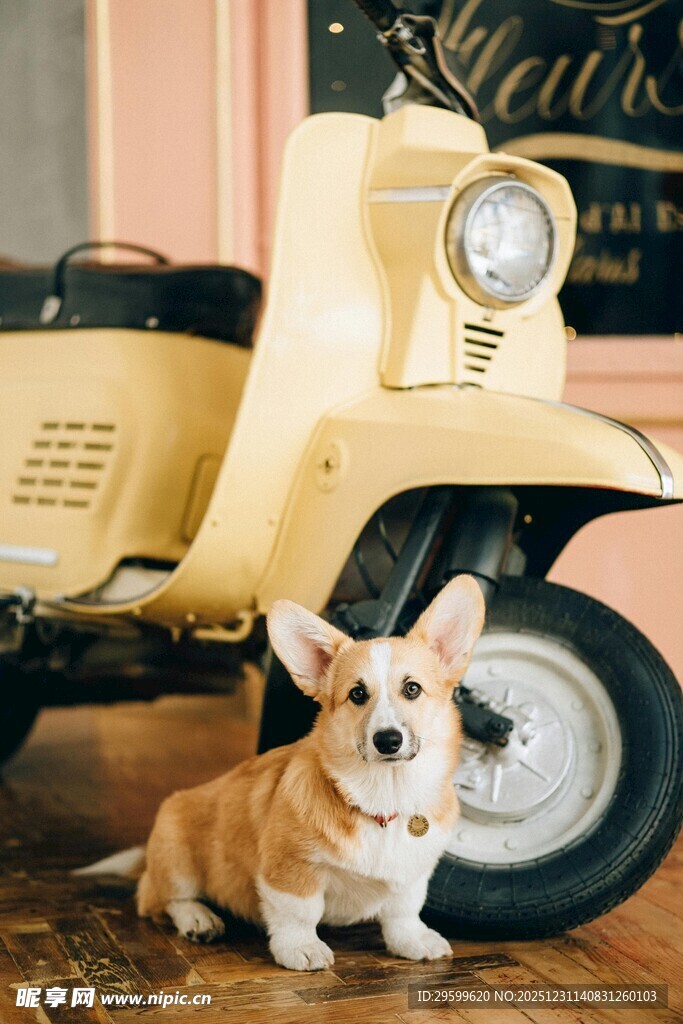 柯基犬与复古摩托车同框