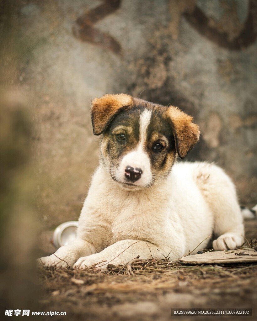 可爱三色小狗趴地休憩