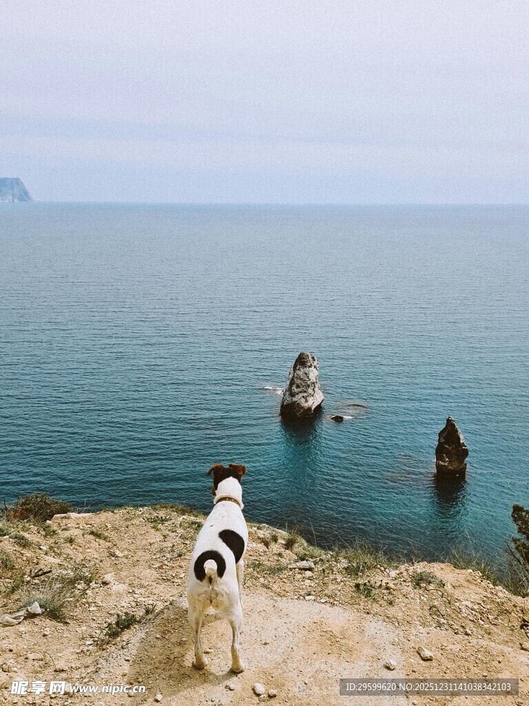 海边崖上的狗狗与船只