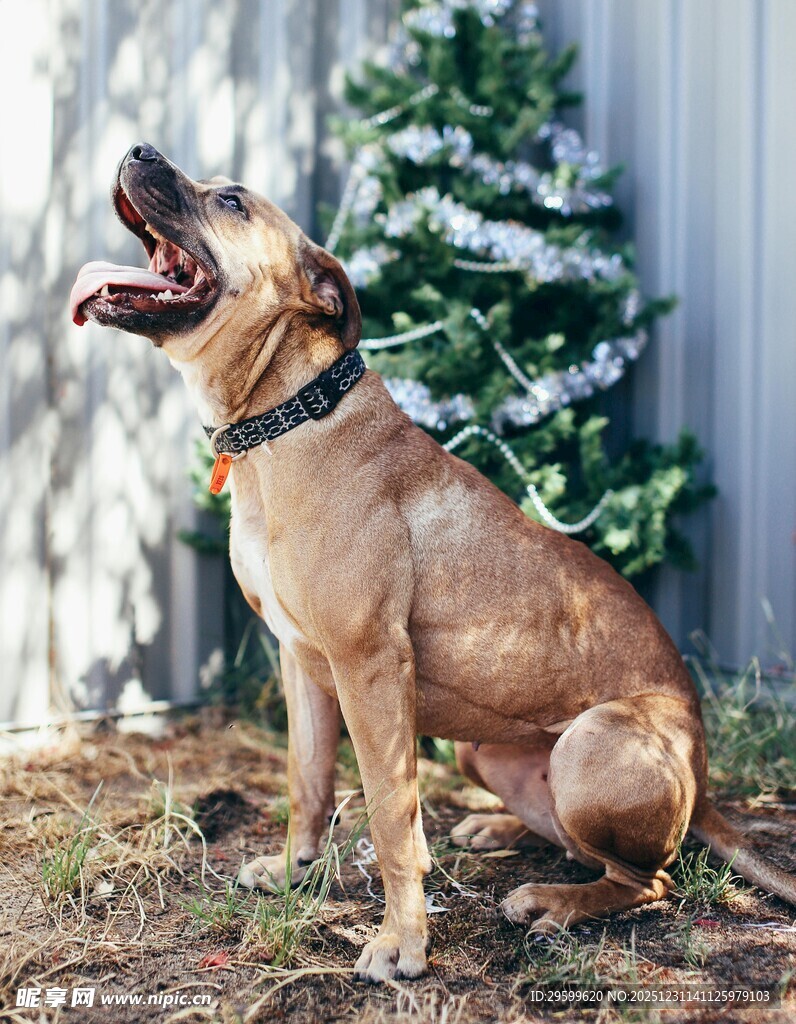 坐着的欢快狗狗