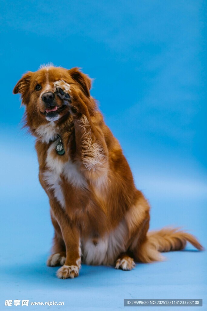 棕色小狗坐于蓝色背景前