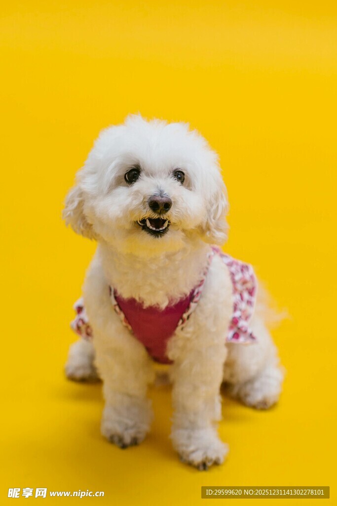 穿花衣的可爱小白狗