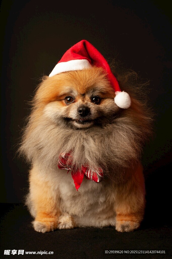 戴圣诞帽的可爱博美犬