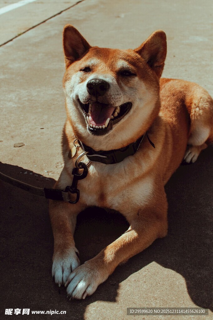 微笑的柴犬惬意躺地