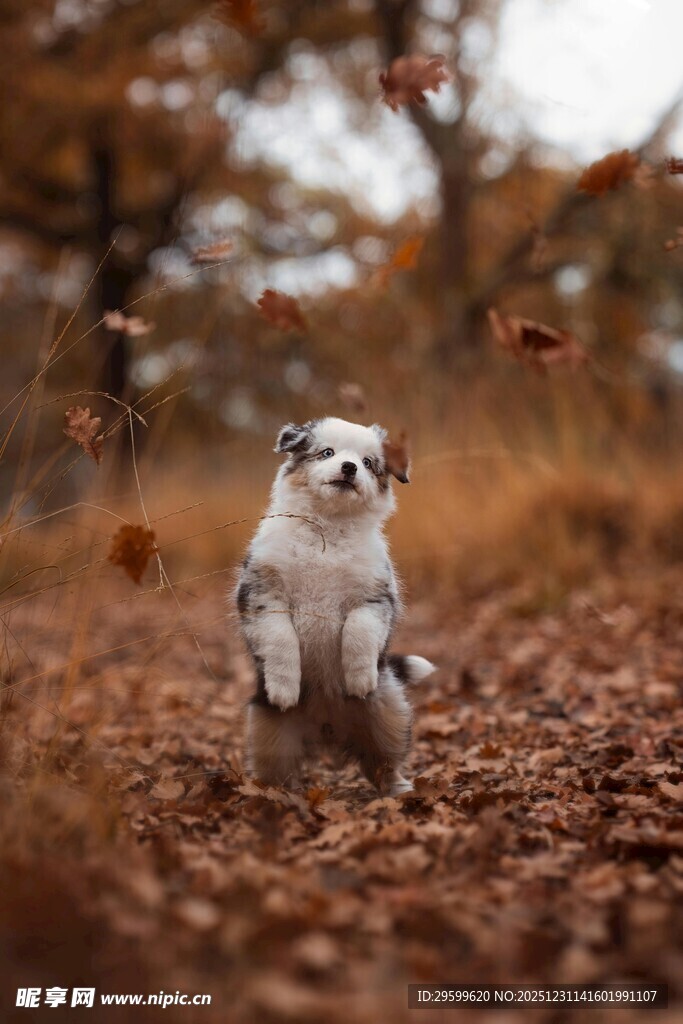 小狗在落叶中欢快奔跑