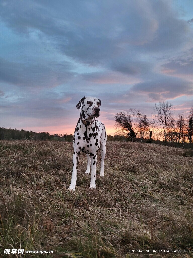 黄昏旷野中的斑点大狗