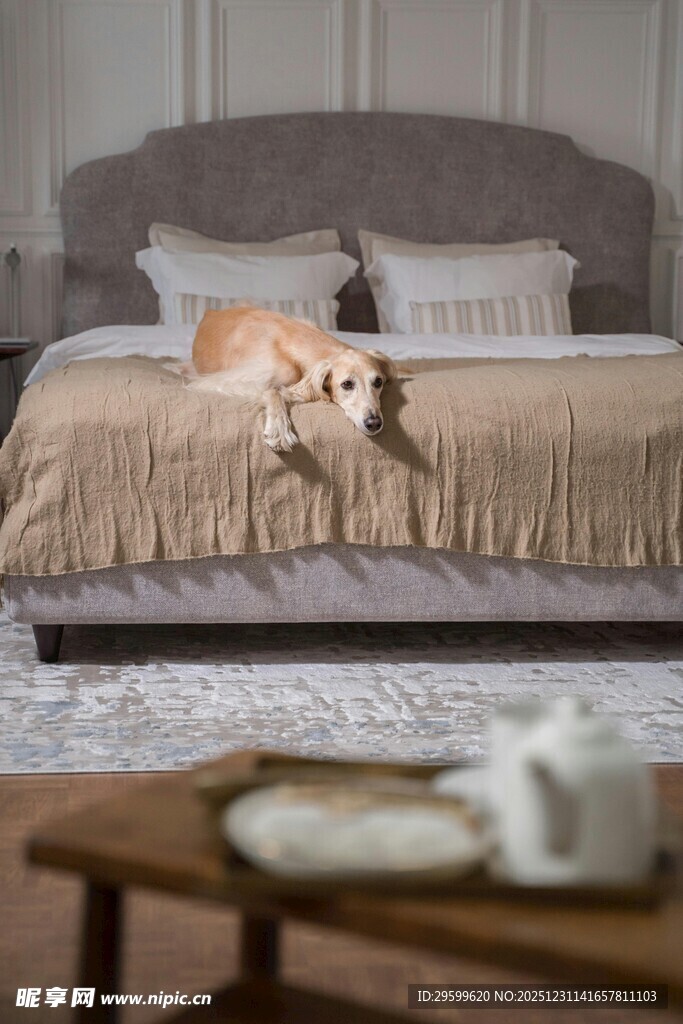 温馨卧室里的惬意狗狗