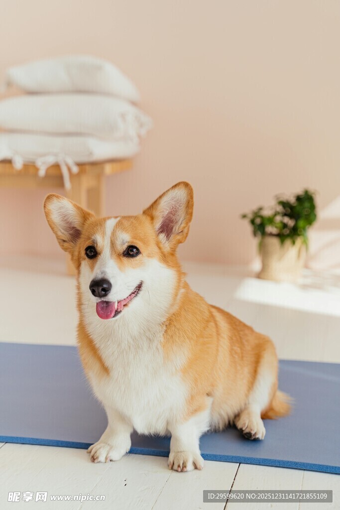 可爱柯基坐在瑜伽垫上