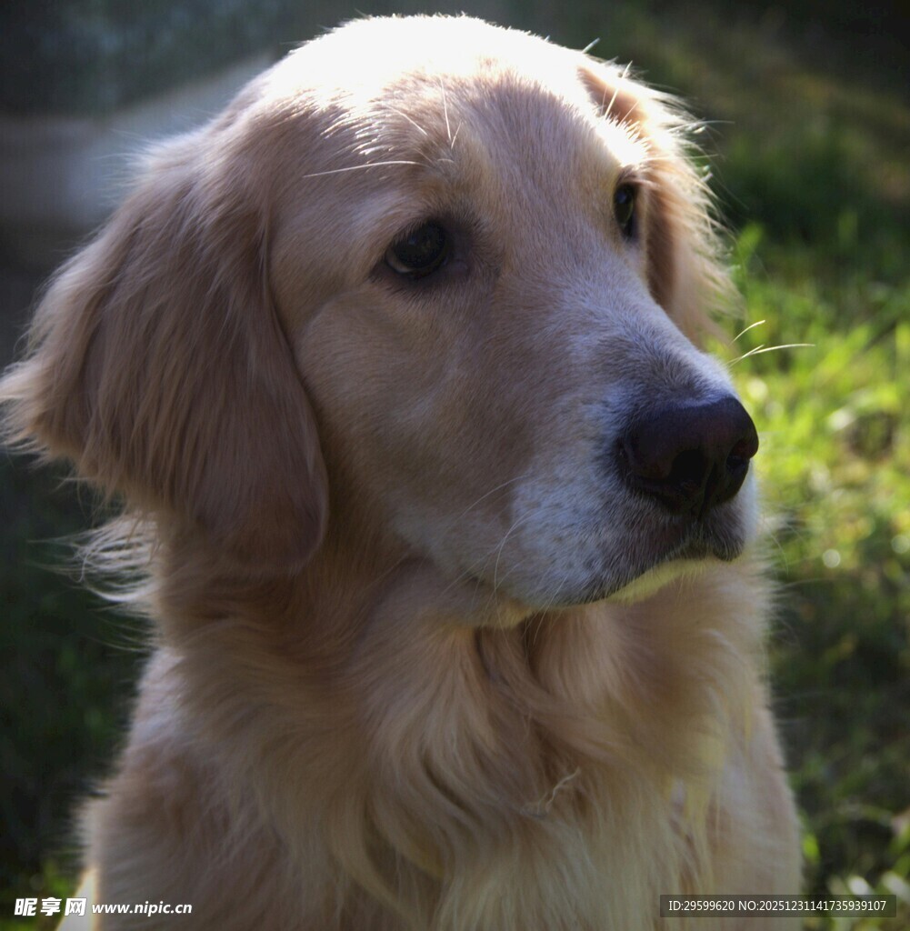 阳光下的金毛犬