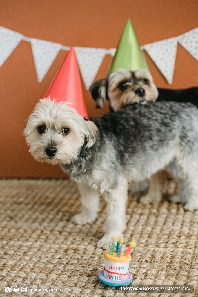 戴帽萌犬庆祝生日