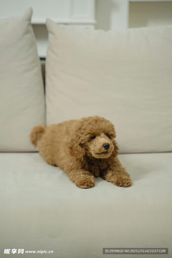 沙发上的可爱棕色小泰迪