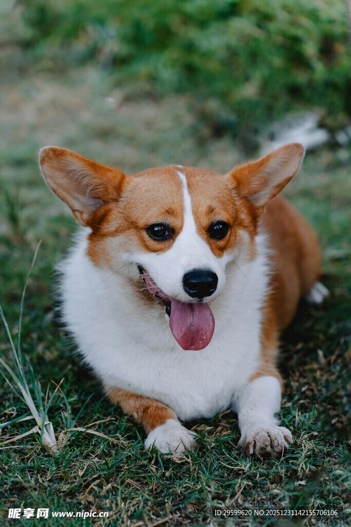 可爱柯基趴草地