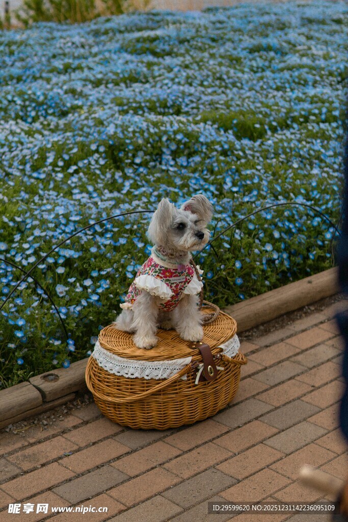 可爱小狗坐于花丛边