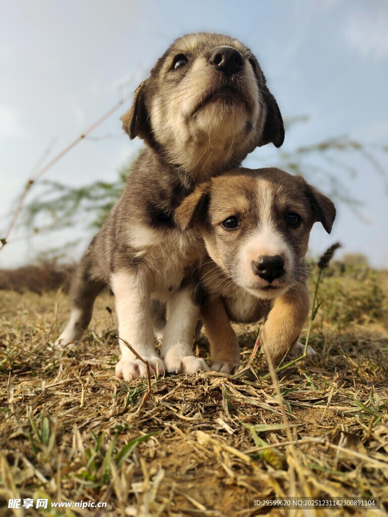 田野中的两只可爱幼犬