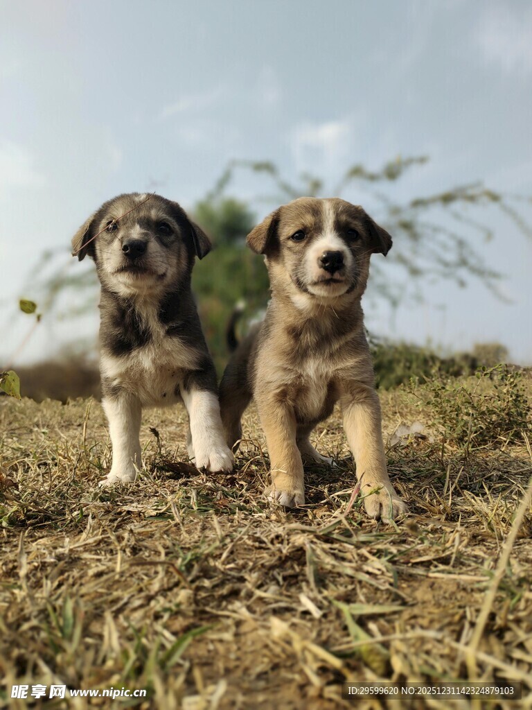 两只可爱幼犬站立草地