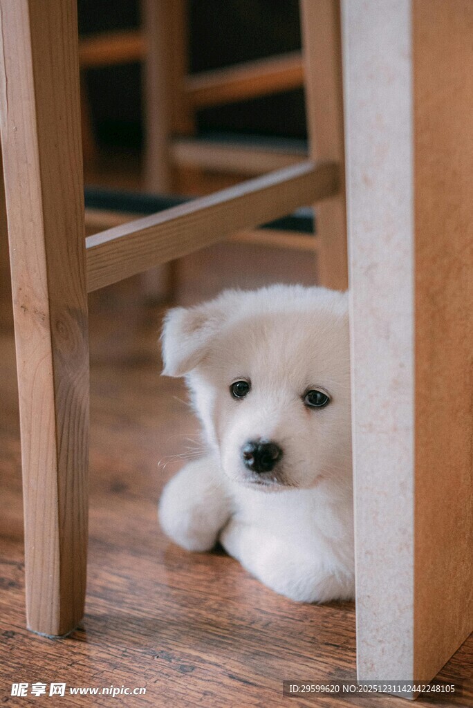 躲在角落的可爱小白狗