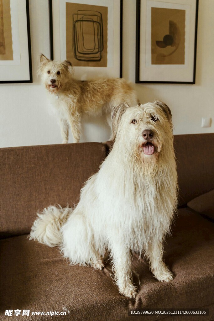 沙发上的两只可爱宠物狗