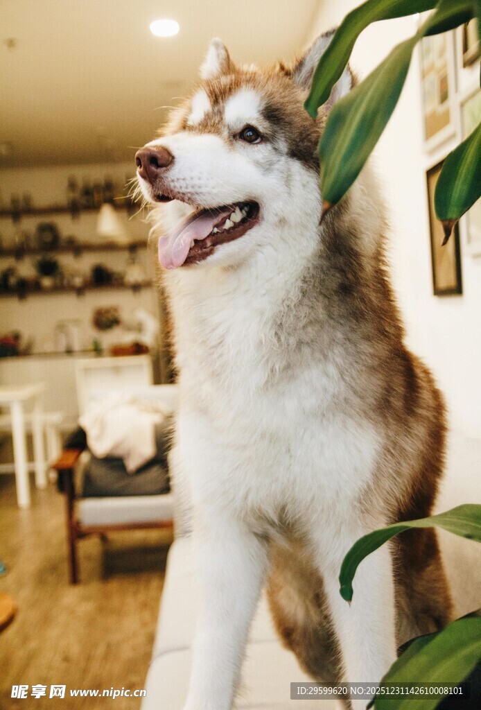 室内可爱哈士奇与绿植相伴