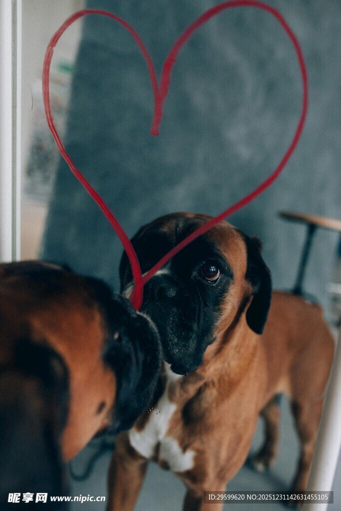 爱心下亲昵的两只狗狗