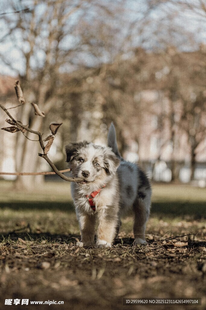 户外草地的可爱小狗