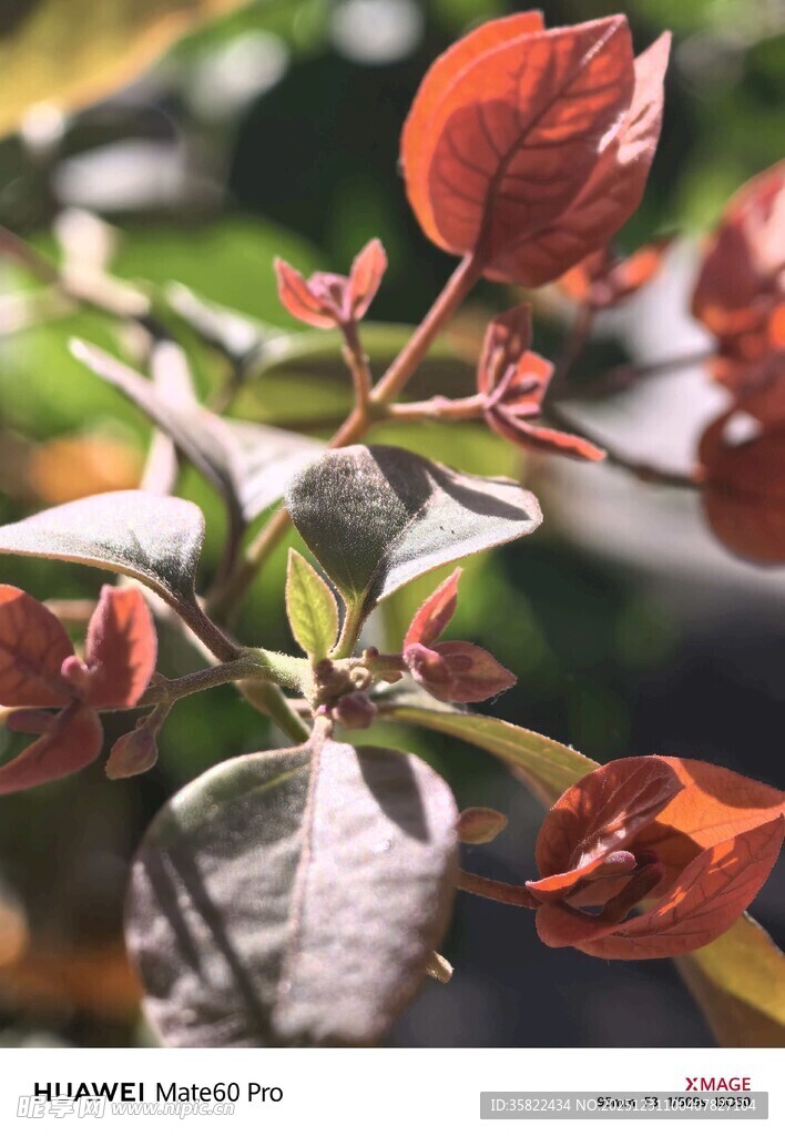 红色叶片植物特写
