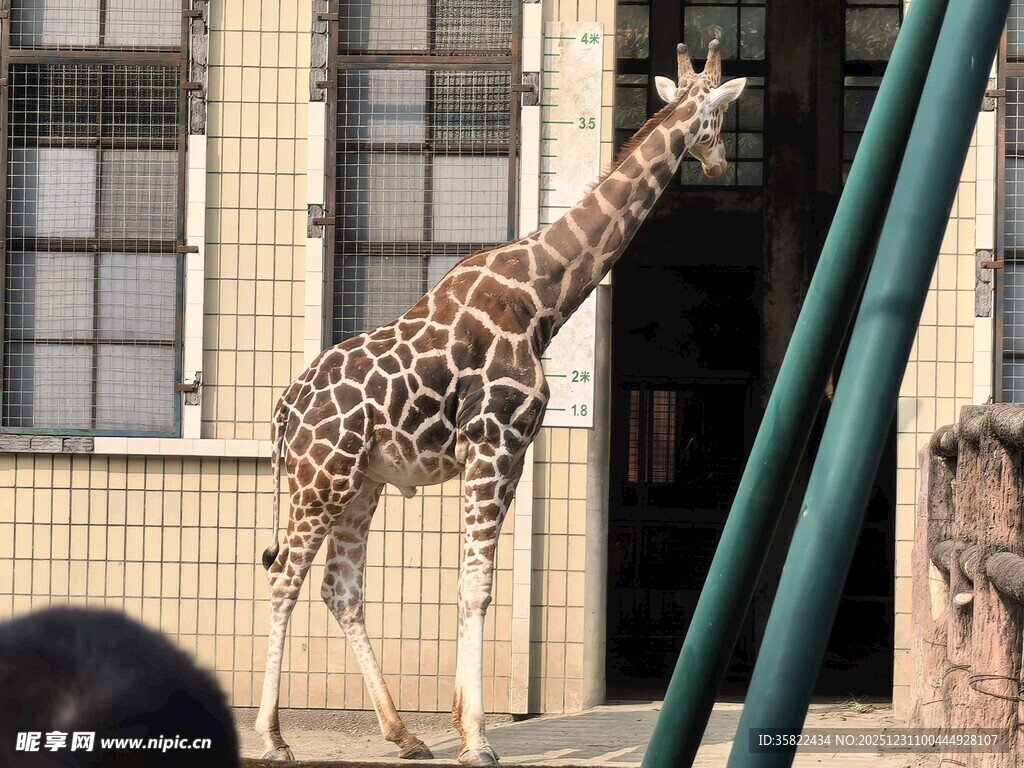 长颈鹿在建筑旁伸颈张望