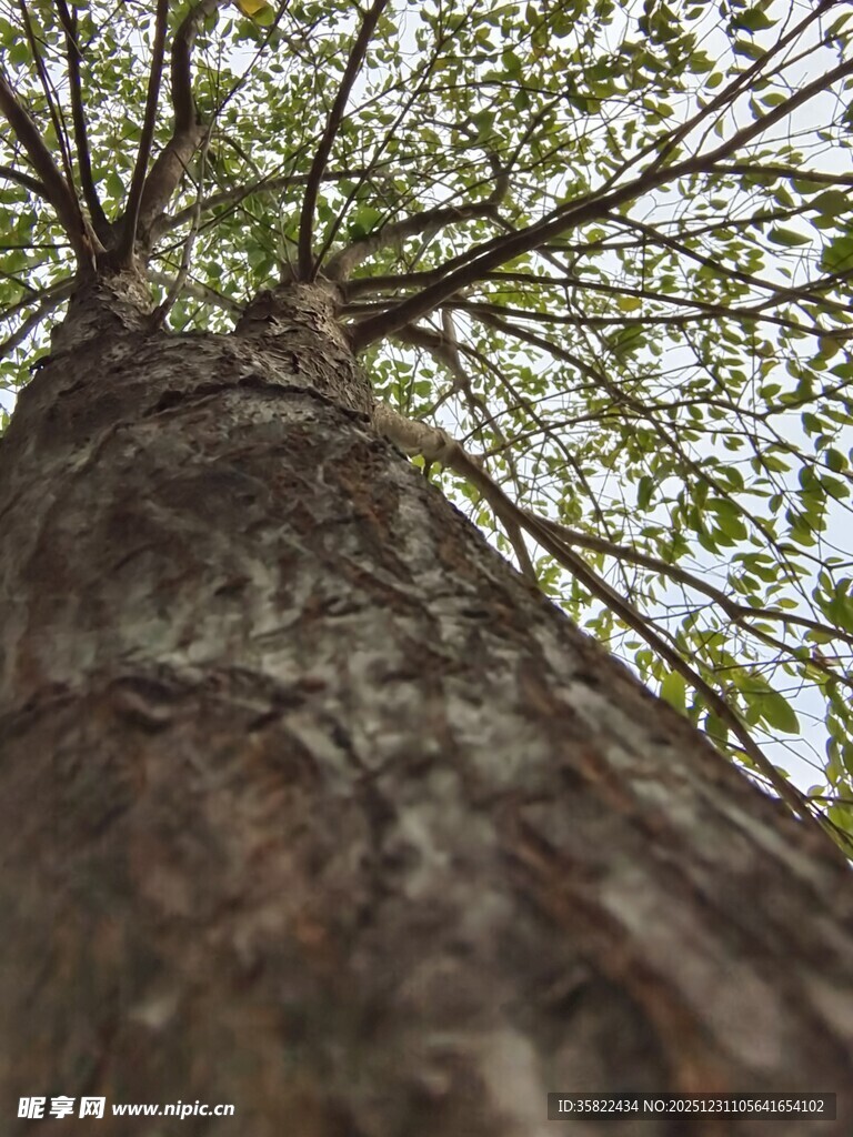 仰视粗壮繁茂的参天大树