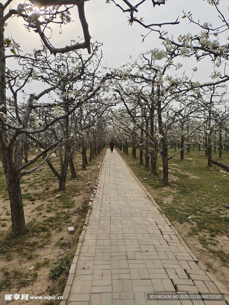 春日梨树林中的砖石小路