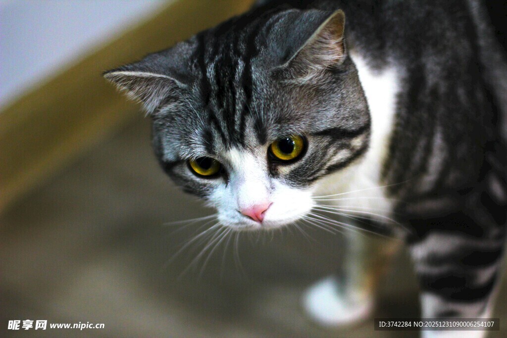 灰白猫咪好奇凝视