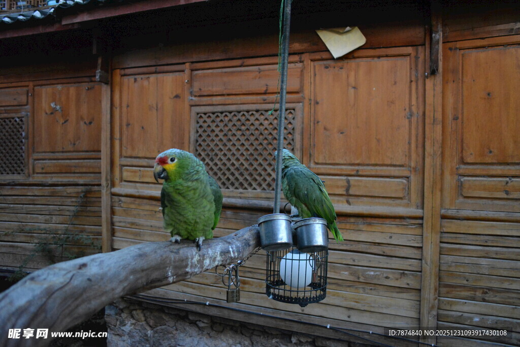 木杆上的两只绿鹦鹉